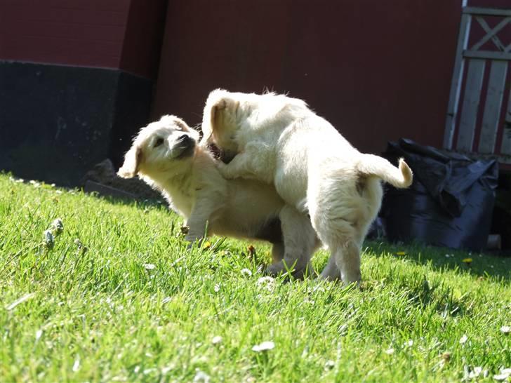 Golden retriever Tyson billede 1