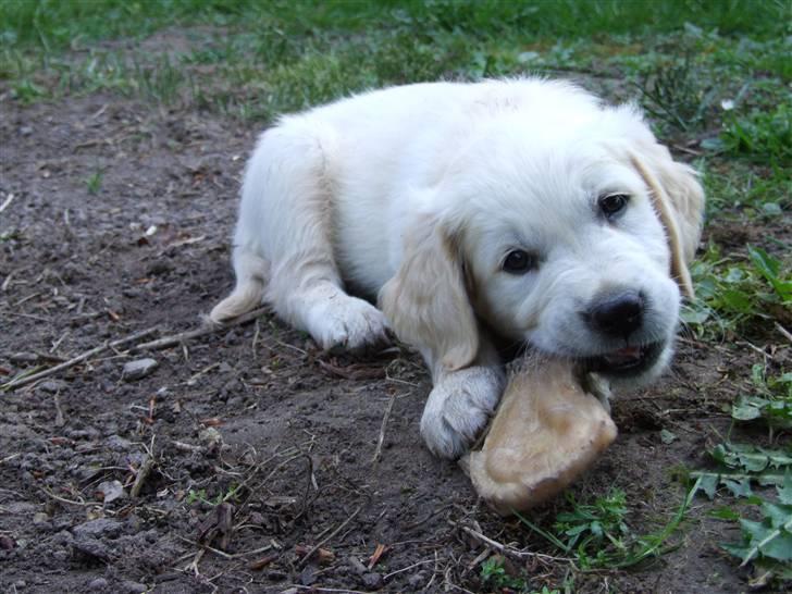 Golden retriever Tyson billede 2