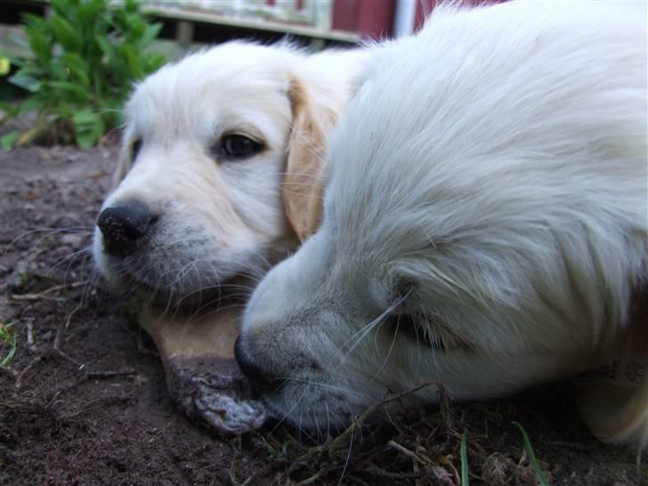 Golden retriever Tyson billede 3