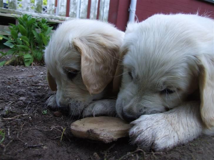Golden retriever Tyson billede 4
