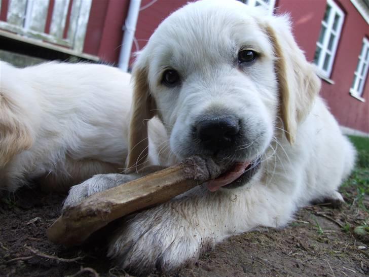 Golden retriever Tyson billede 5