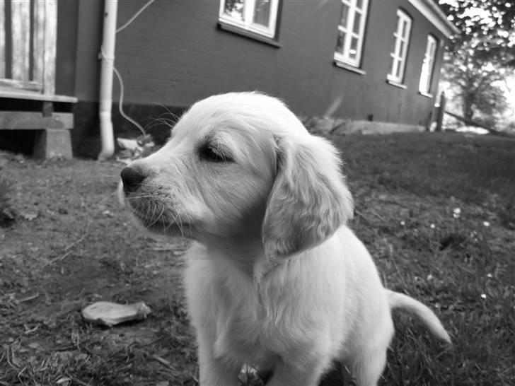 Golden retriever Tyson billede 6