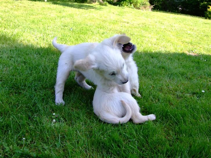 Golden retriever Tyson billede 7