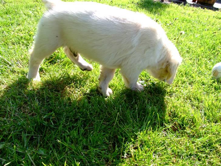 Golden retriever Tyson billede 8