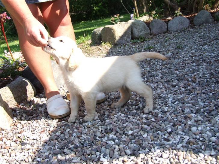 Golden retriever Tyson billede 9