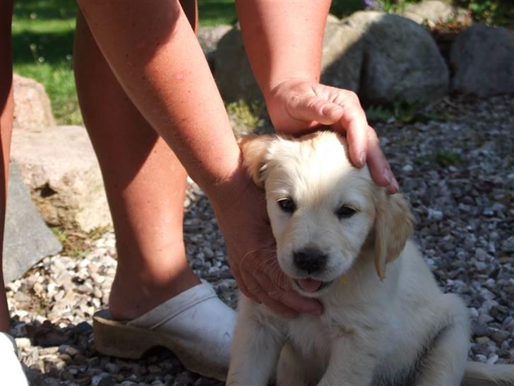 Golden retriever Tyson billede 10