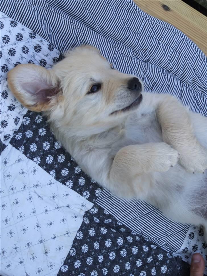 Golden retriever Tyson billede 11