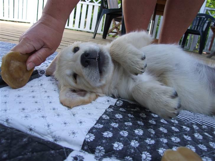 Golden retriever Tyson billede 12