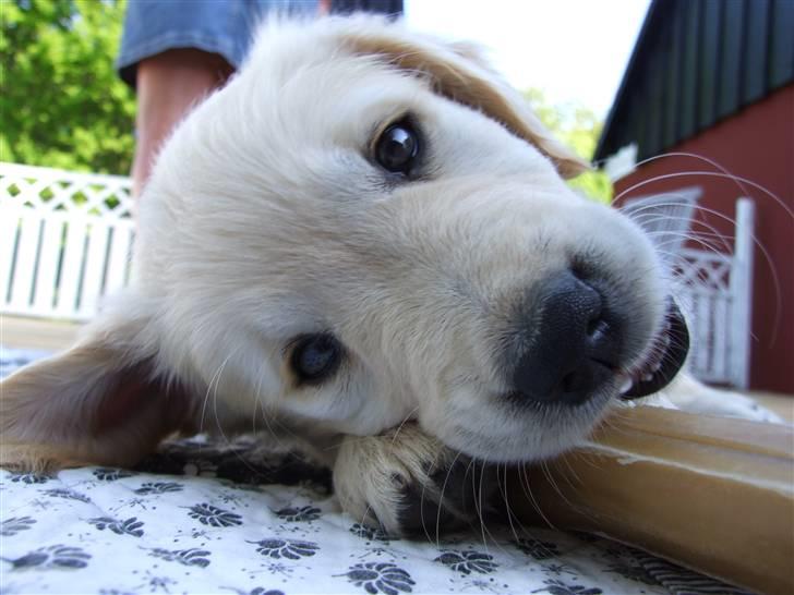 Golden retriever Tyson billede 13