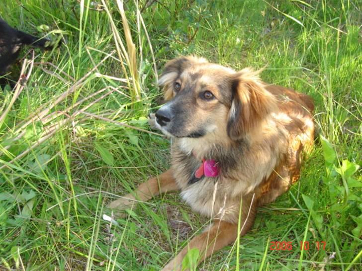 Blanding af racer Gloria billede 1