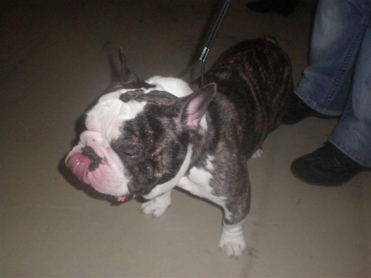 Fransk bulldog - Lancomes Unic billede 10