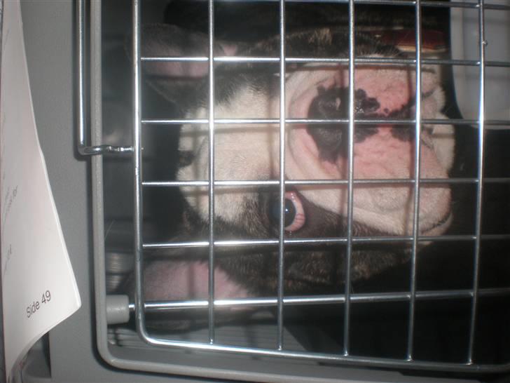 Fransk bulldog - Lancomes Unic billede 12