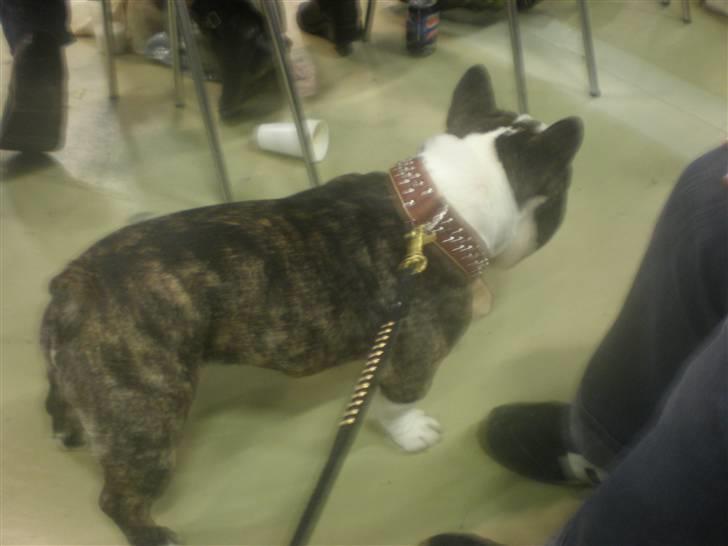 Fransk bulldog - Lancomes Unic billede 13