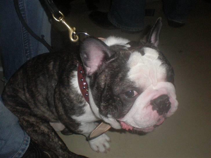 Fransk bulldog - Lancomes Unic billede 14