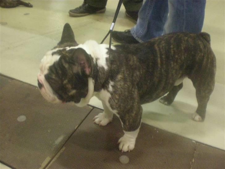 Fransk bulldog - Lancomes Unic billede 15