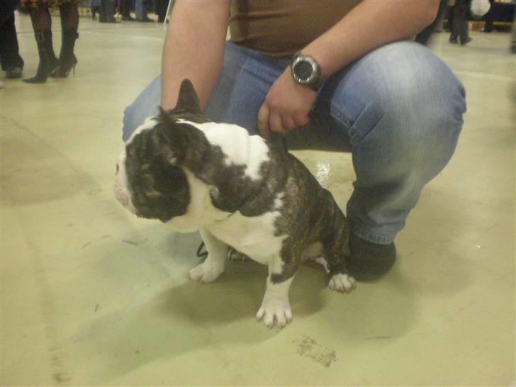 Fransk bulldog - Lancomes Unic billede 16
