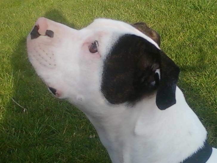 Amerikansk bulldog Freja - Freja 20 måneder billede 1