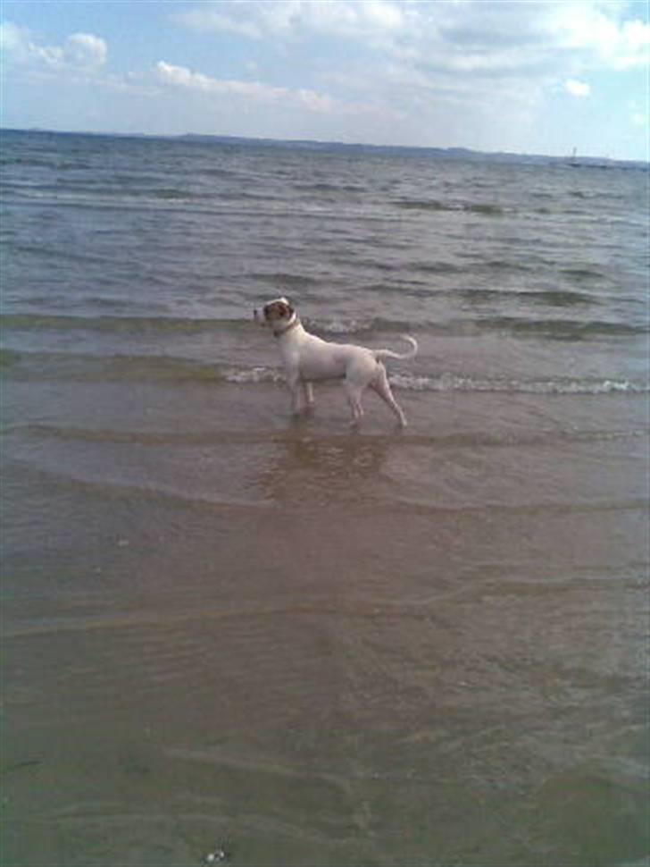 Amerikansk bulldog basse (RIP MIN SKAT) - wee elsker at komme ned til stranden hvor mor arbejder billede 9