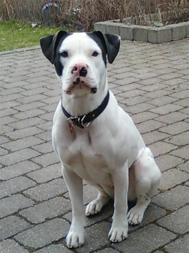 Amerikansk bulldog Freja - 20 måneder billede 2
