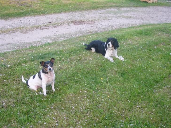 Engelsk springer spaniel Diana. <3 **Død* :'( - trunte og diana. <3 billede 12