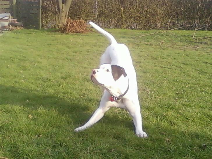 Amerikansk bulldog Freja billede 3