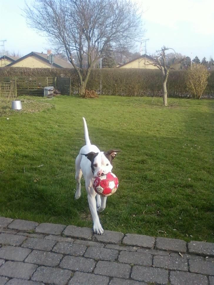 Amerikansk bulldog Freja billede 4