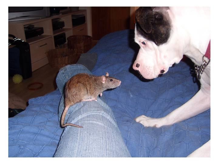 Amerikansk bulldog Freja - Freja og mor-rotte :-) billede 5