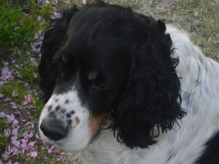Engelsk springer spaniel Diana. <3 **Død* :'( - SMUK DET KAN MAN IKKE LØBE UDENOM!!<3 billede 13