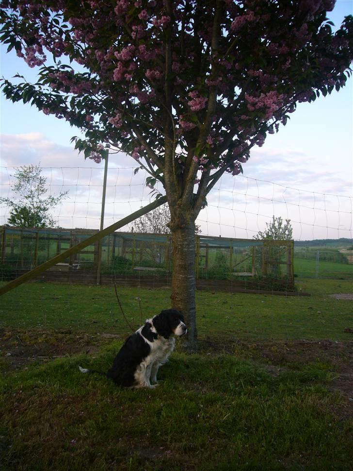 Engelsk springer spaniel Diana. <3 **Død* :'( - Smukke Diana ved det smukke træ?? <3<3 billede 14