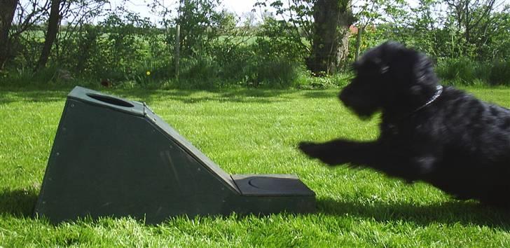 Blanding af racer Kiki - RIP billede 8