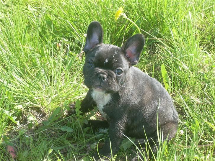 Fransk bulldog Lui Aimeé Coco Chanel billede 6