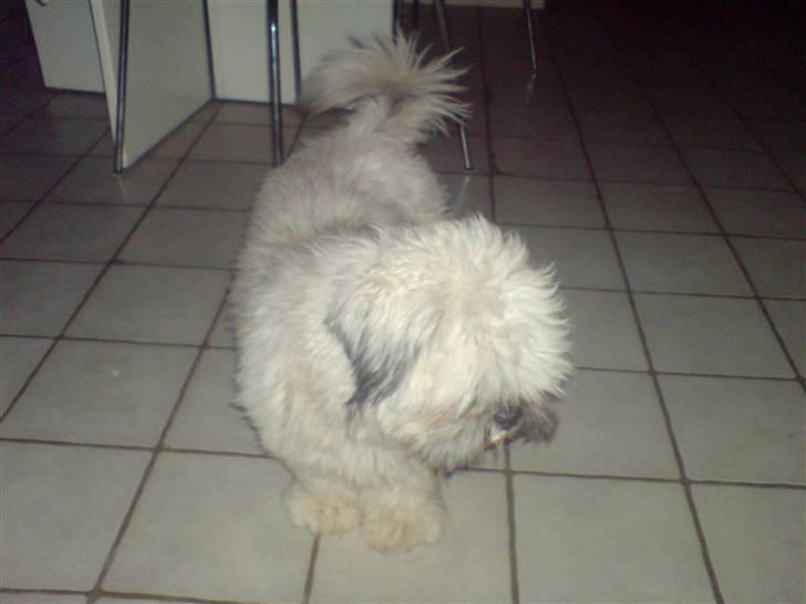 Lhasa apso R.I.P TUX billede 2