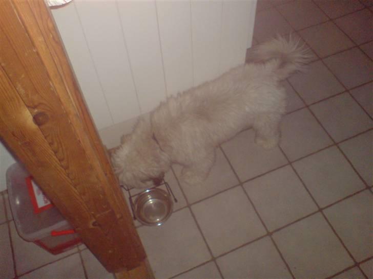 Lhasa apso R.I.P TUX billede 4
