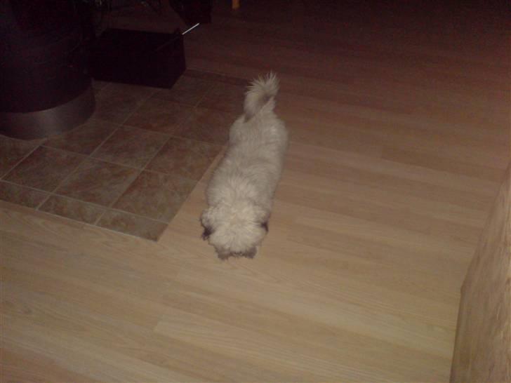Lhasa apso R.I.P TUX billede 5