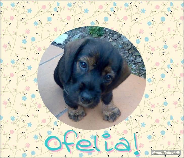 Gravhund Ofelia <3 billede 11