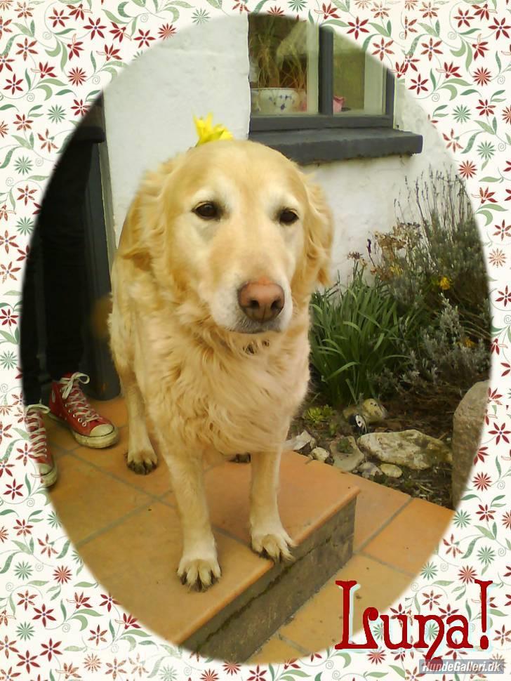 Golden retriever Luna billede 11