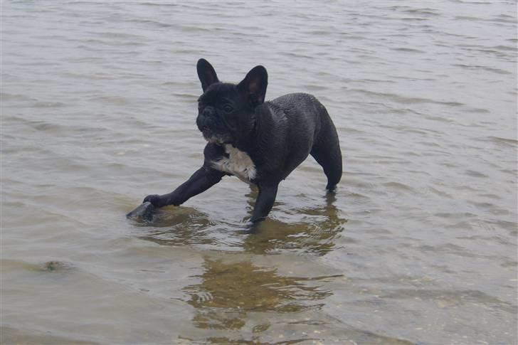 Fransk bulldog Fie billede 11