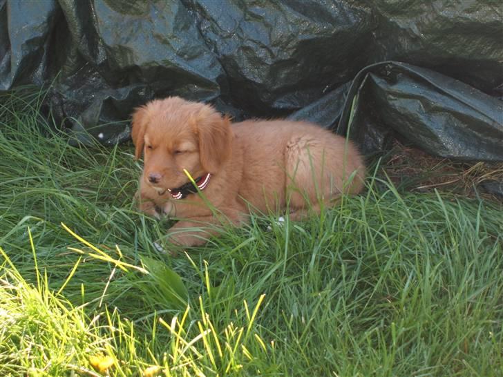 Nova scotia duck tolling retriever Gaia R.I.P 11.11.11 - Her ligger man godt, det er mit ynglings sted.. billede 6