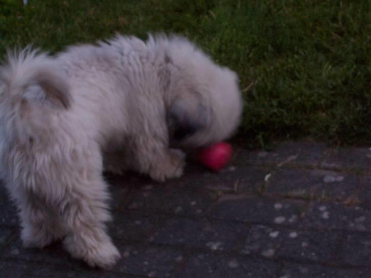 Lhasa apso R.I.P TUX billede 8