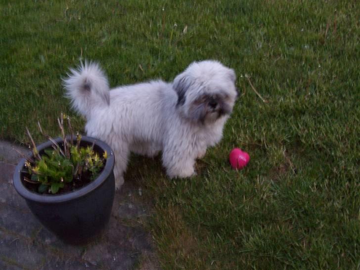 Lhasa apso R.I.P TUX billede 9