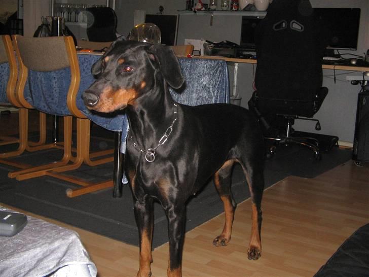 Dobermann kaiza R.I.P - her er hun lige kommer til os billede 3