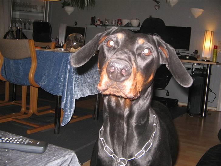 Dobermann kaiza R.I.P - lidt sød er man vel altid billede 4