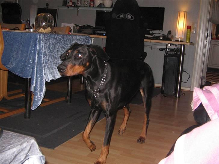 Dobermann kaiza R.I.P - har du noget til mig billede 6