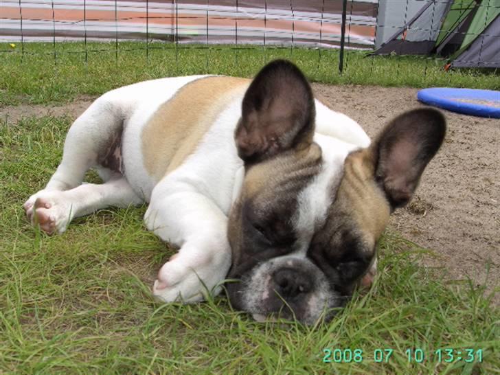 Fransk bulldog chanel - sådan sover man allerbedst når man er en lille buller billede 10