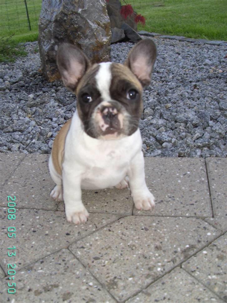 Fransk bulldog chanel - er jeg ikke nuttet ? billede 11