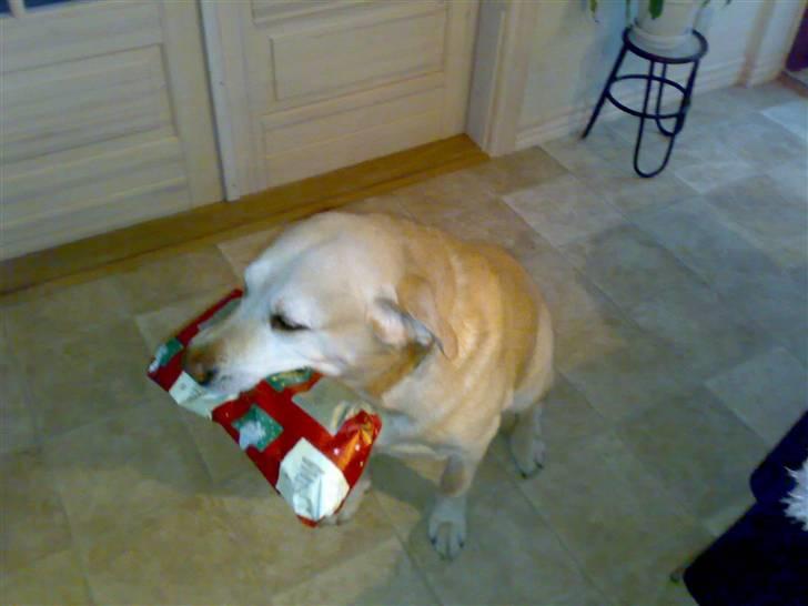 Labrador retriever Bamse <33 *Aflivet* :'(<3 - nuurh <33 fødselsdag <333 billede 1