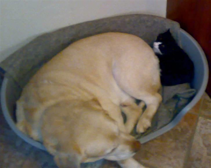 Labrador retriever Bamse <33 *Aflivet* :'(<3 - bamse og figaro evig og altid ! <333 billede 2