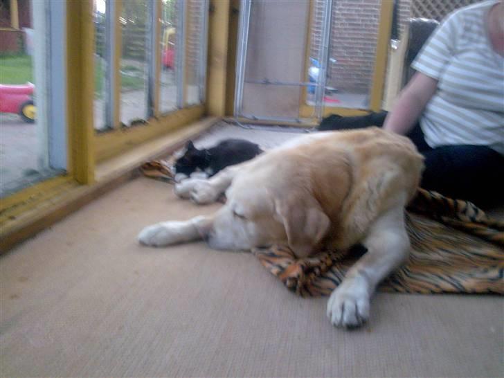 Labrador retriever Bamse <33 *Aflivet* :'(<3 - Bamse og Figaro <333 billede 3