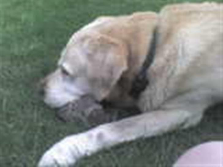 Labrador retriever Bamse <33 *Aflivet* :'(<3 - min elskede bold som hovedpude ? :D <3 billede 4