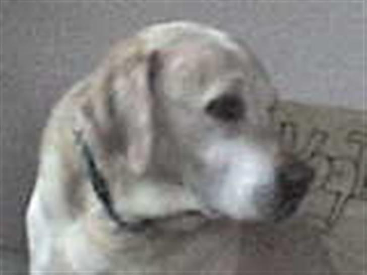 Labrador retriever Bamse <33 *Aflivet* :'(<3 - smuklingen <33 billede 5